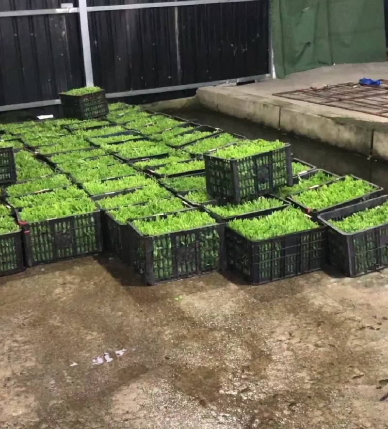 豌豆尖7月1上市，接受各市场老板预订