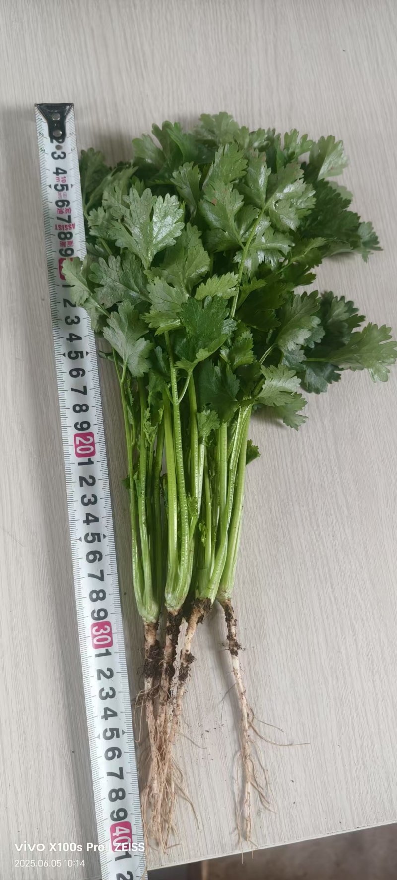 云南元谋大叶香菜