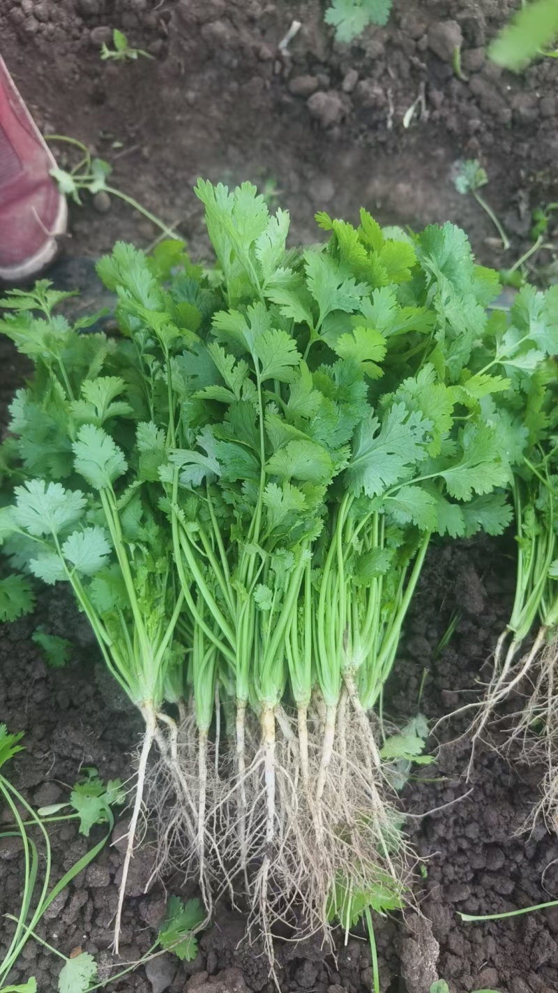 云南元谋大叶香菜
