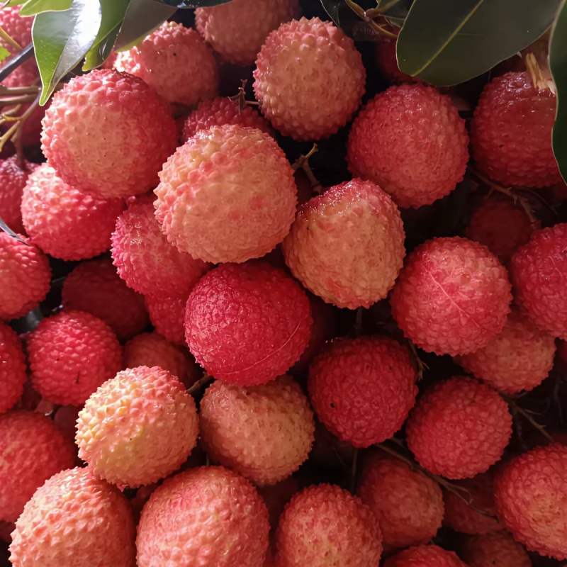 黑叶禾荔桂味糯米糍等大量上市