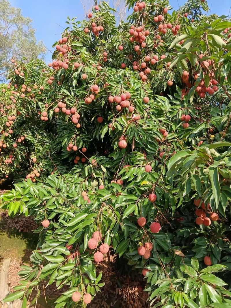 黑叶禾荔桂味糯米糍等大量上市