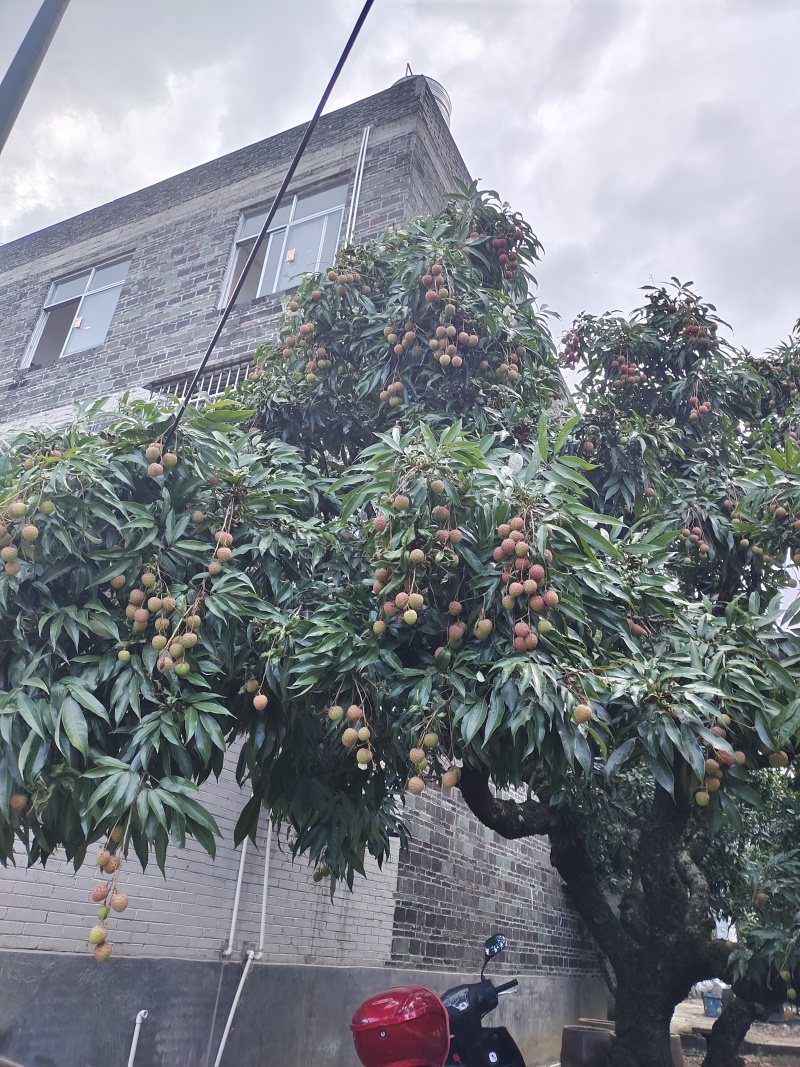 黑叶禾荔桂味糯米糍等大量上市