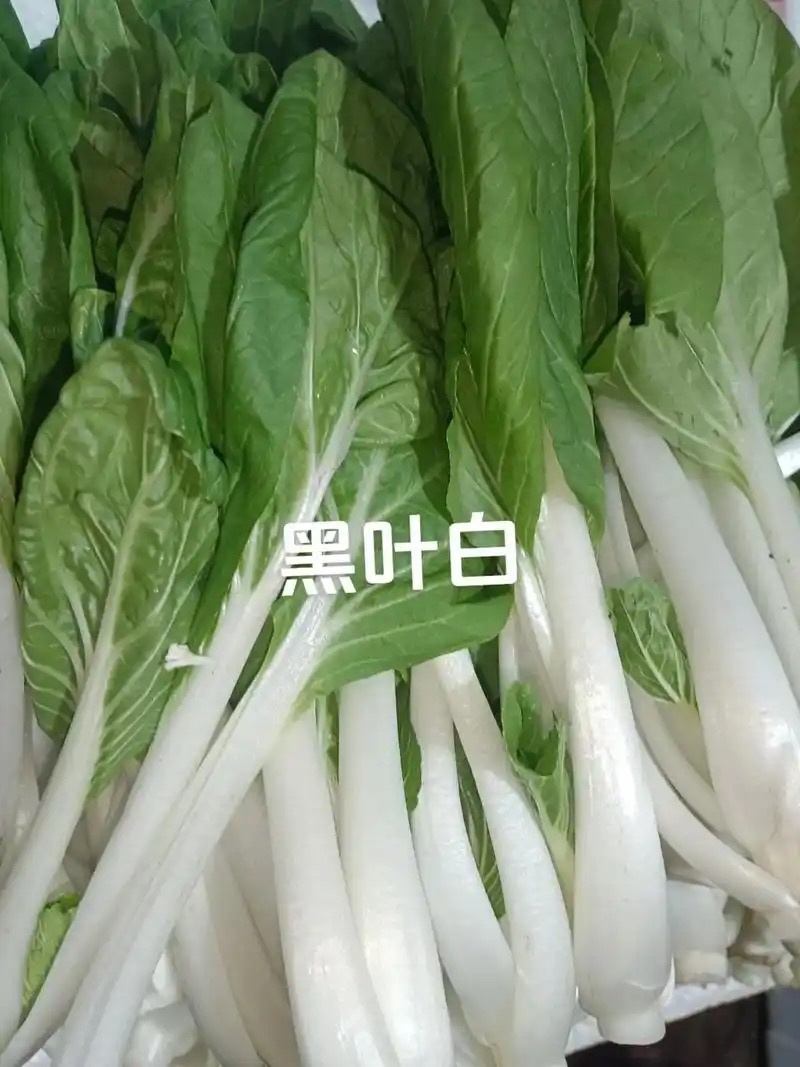 安徽黑叶白小白菜基地直供货源充足全国代发