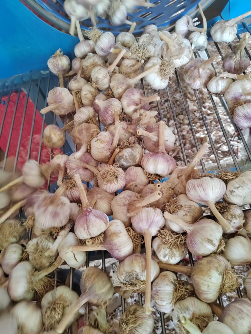 大蒜:蒜黄料、蒜米料、蒜种