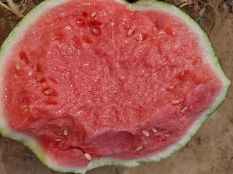 精品麒麟西瓜夏邑美都西瓜货源充足量大从优质量保证