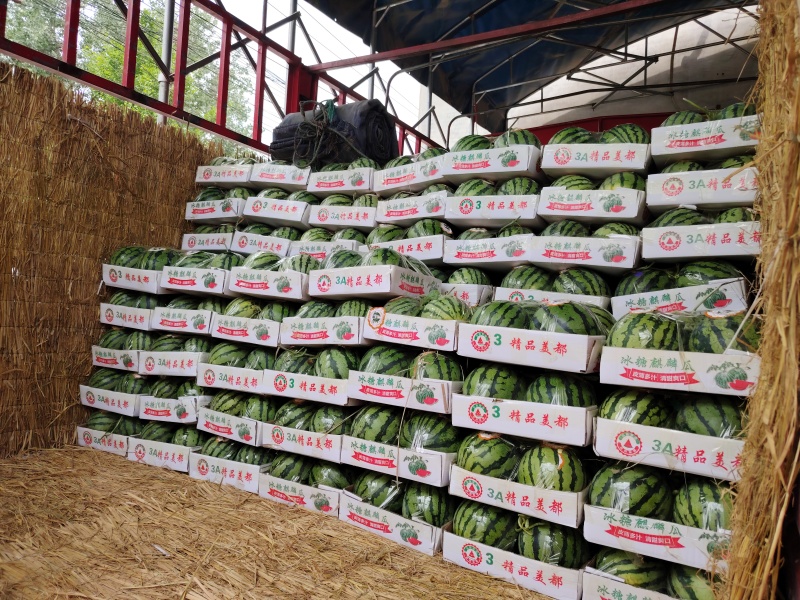 精品麒麟西瓜夏邑美都西瓜货源充足量大从优质量保证