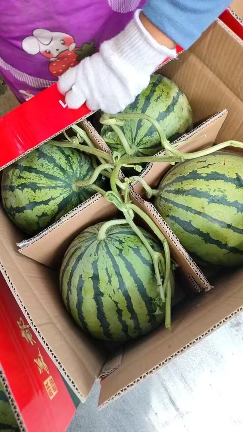 西瓜产地直发美都麒麟西瓜电商市场商超电商对接产地货源充足
