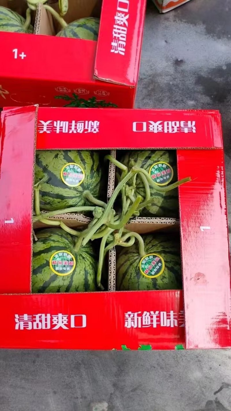 西瓜产地直发美都麒麟西瓜电商市场商超电商对接产地货源充足