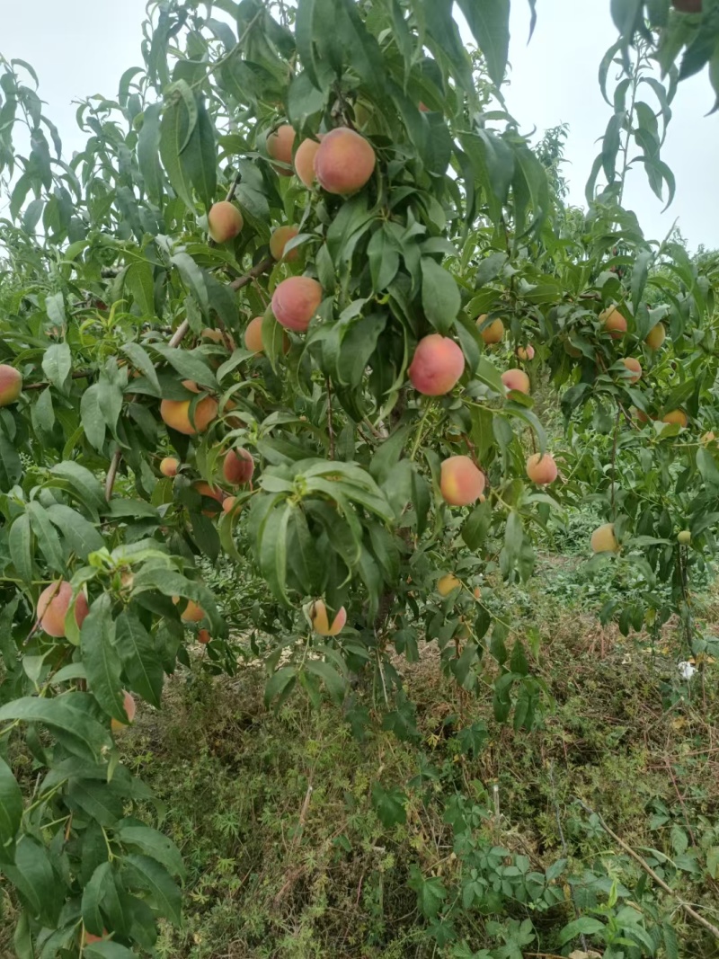 黄金蜜7号桃苗早熟脆甜丰产