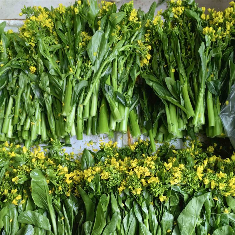 广东菜心量大从优价格可谈欢迎电联