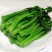 广东菜心量大从优价格可谈欢迎电联