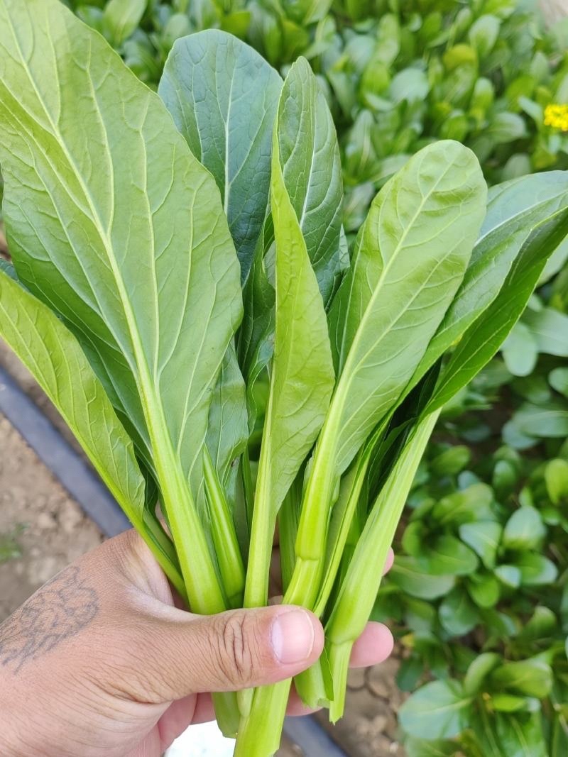 广东菜心量大从优价格可谈欢迎电联