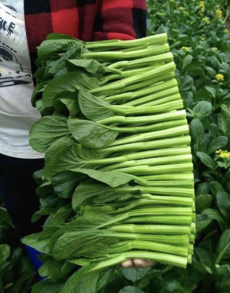 广东菜心量大从优价格可谈欢迎电联
