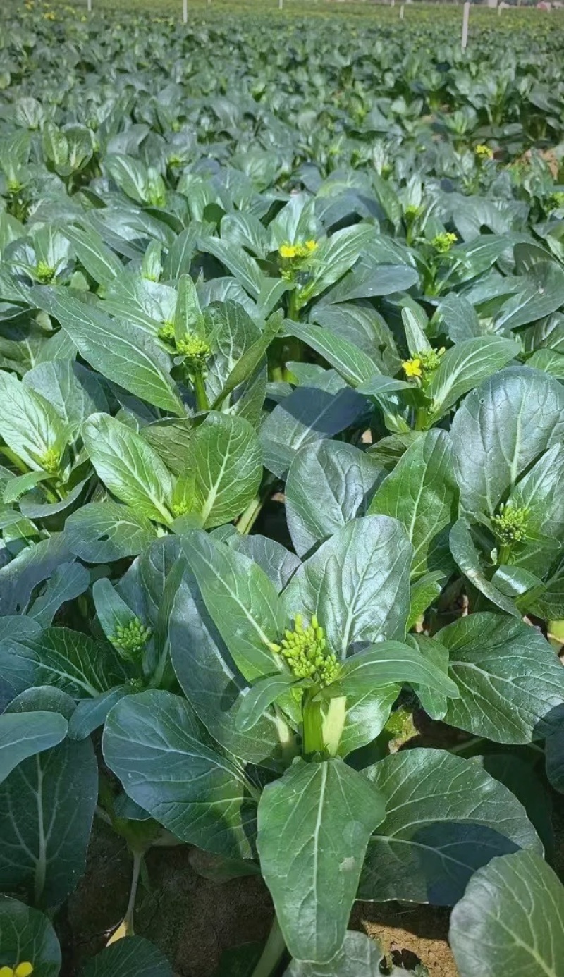 广东菜心量大从优价格可谈欢迎电联