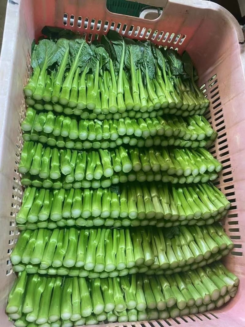 广东菜心量大从优价格可谈欢迎电联