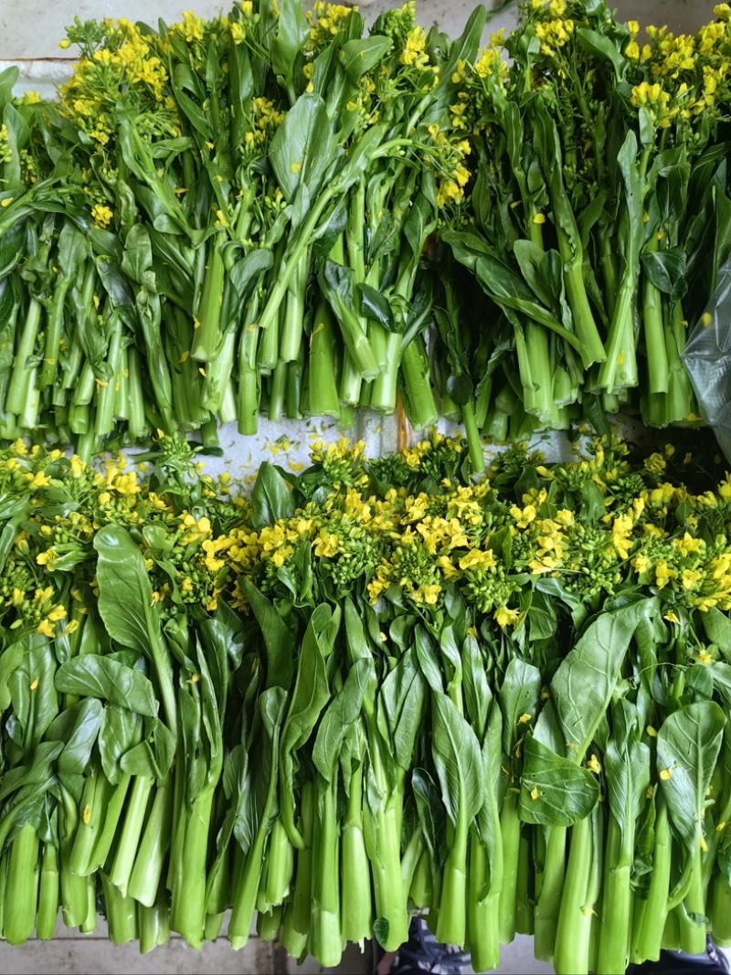 广东菜心量大从优价格可谈欢迎电联