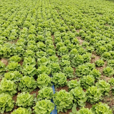 生菜
