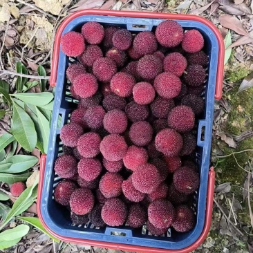 湖南精品杨梅大量上市货源充足保质保量欢迎来电