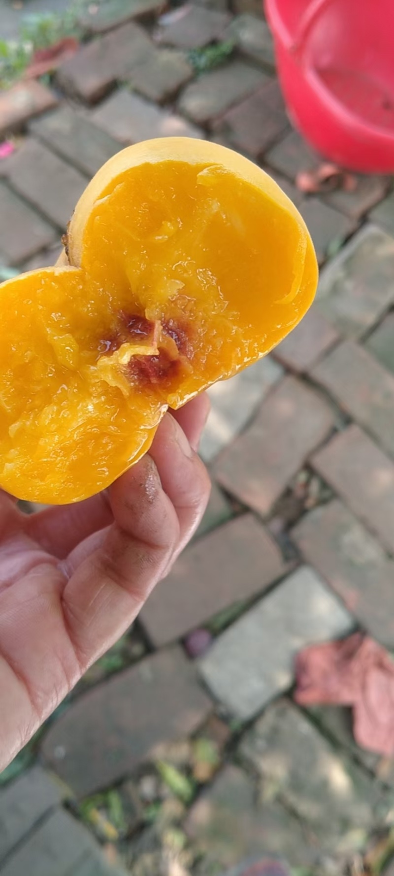 中蟠104毛蟠桃苗，中熟优良品种