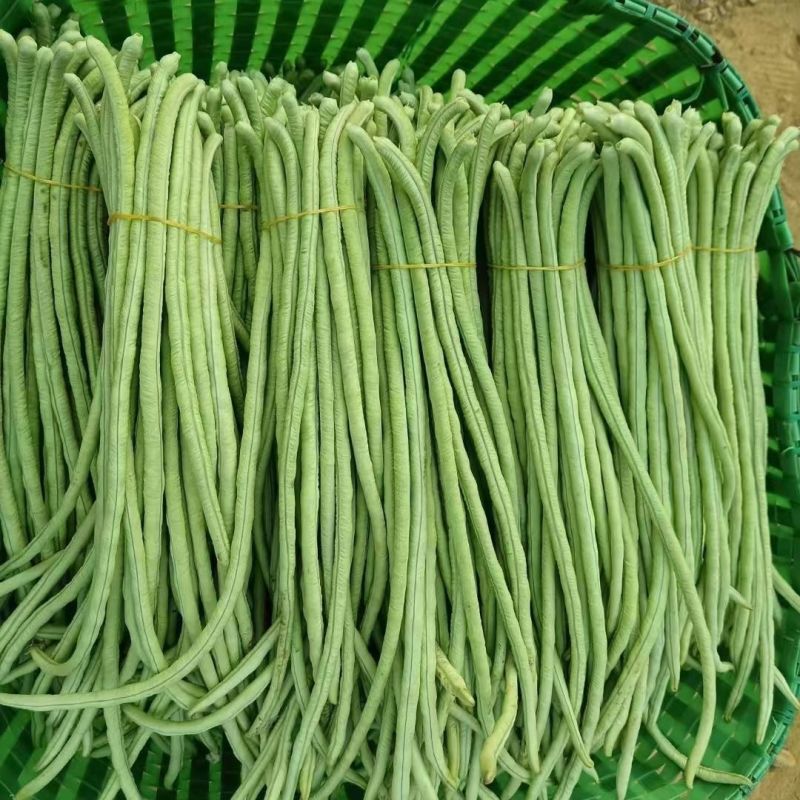 产地批发精品长豆角一手货源品质保证量大从优诚信经