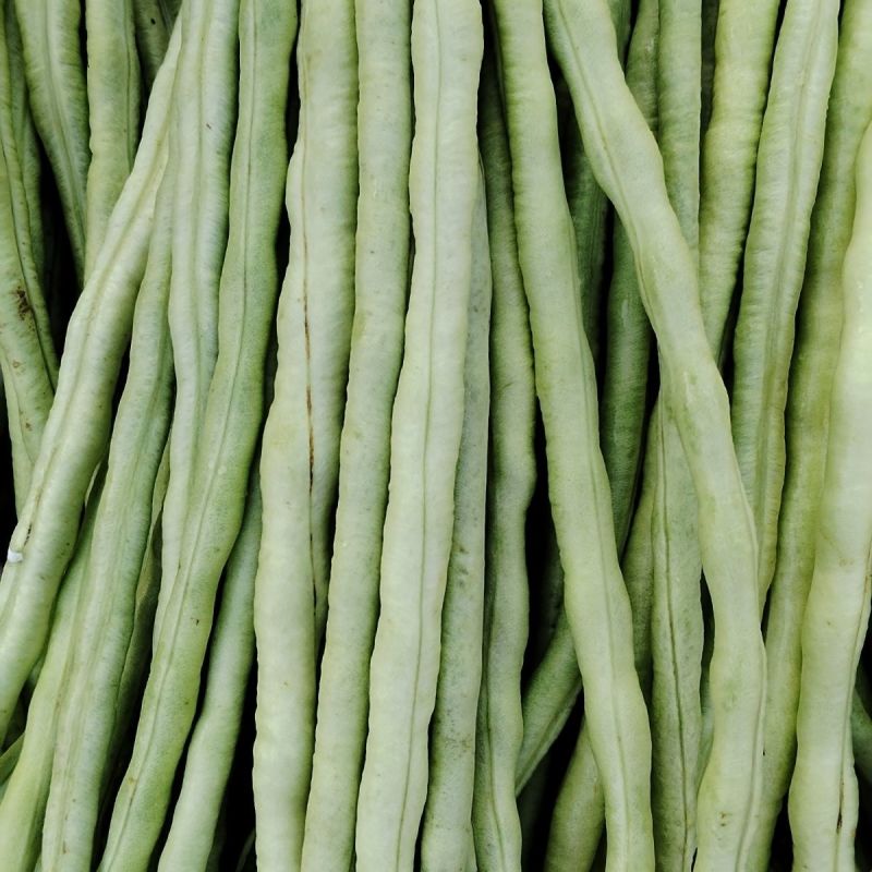 产地批发精品长豆角一手货源品质保证量大从优诚信经