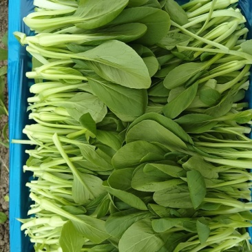 鸡毛菜