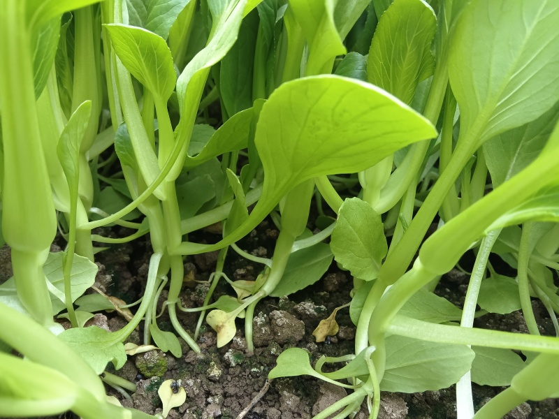 鸡毛菜