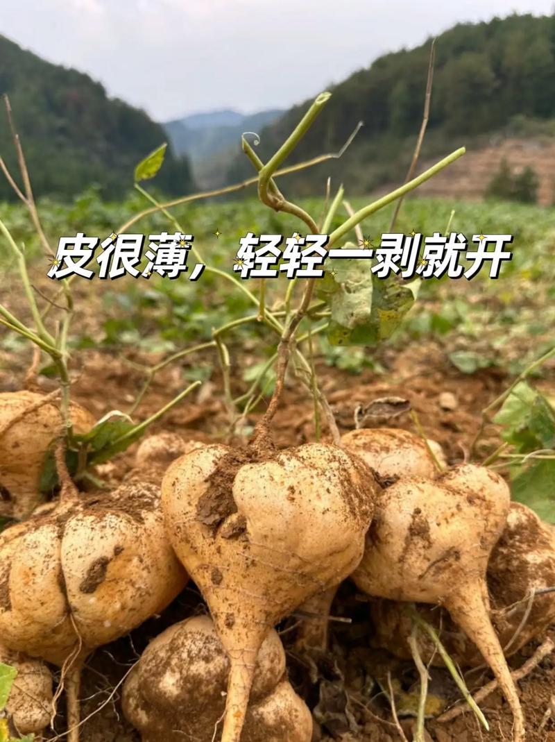 贵州凉薯、又称（地瓜沙葛）高山露天种植，面积大，脆甜化渣