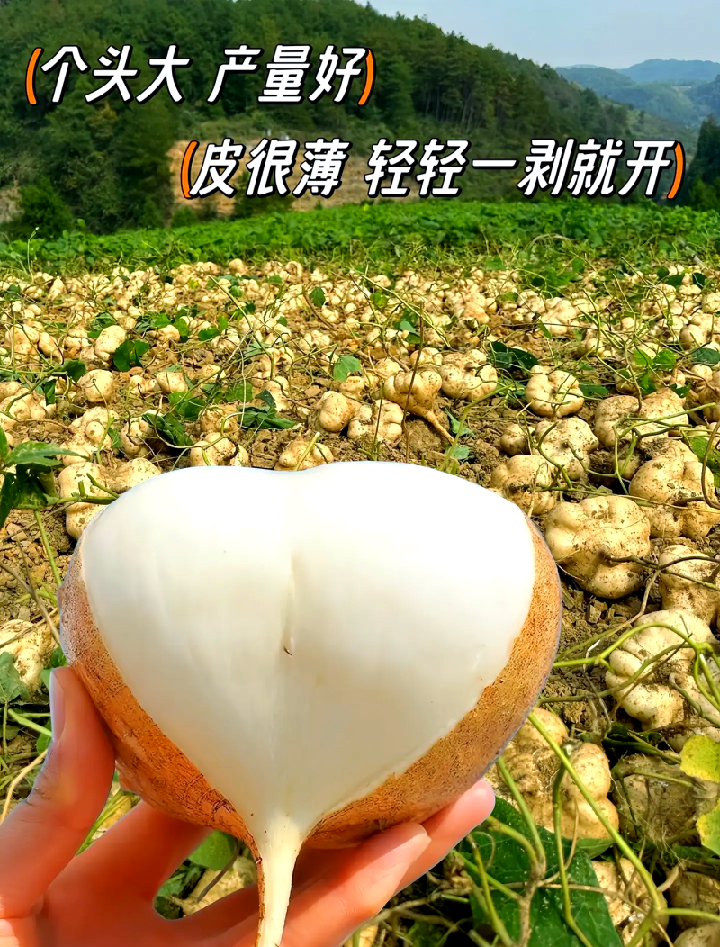 贵州凉薯、又称（地瓜沙葛）高山露天种植，面积大，脆甜化渣