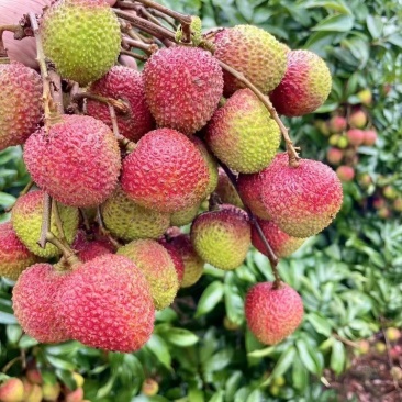 广西灵山荔枝源头批发妃子笑白糖罂桂味糯米糍相继上市全国发