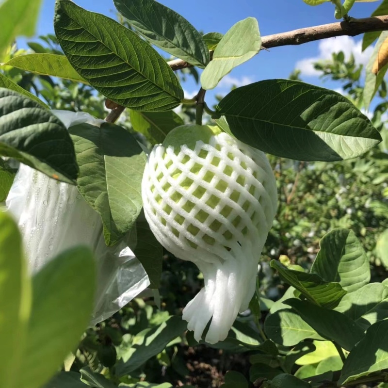 【精品】红心芭乐，一件代发，一手货源，产地直发白心番石榴
