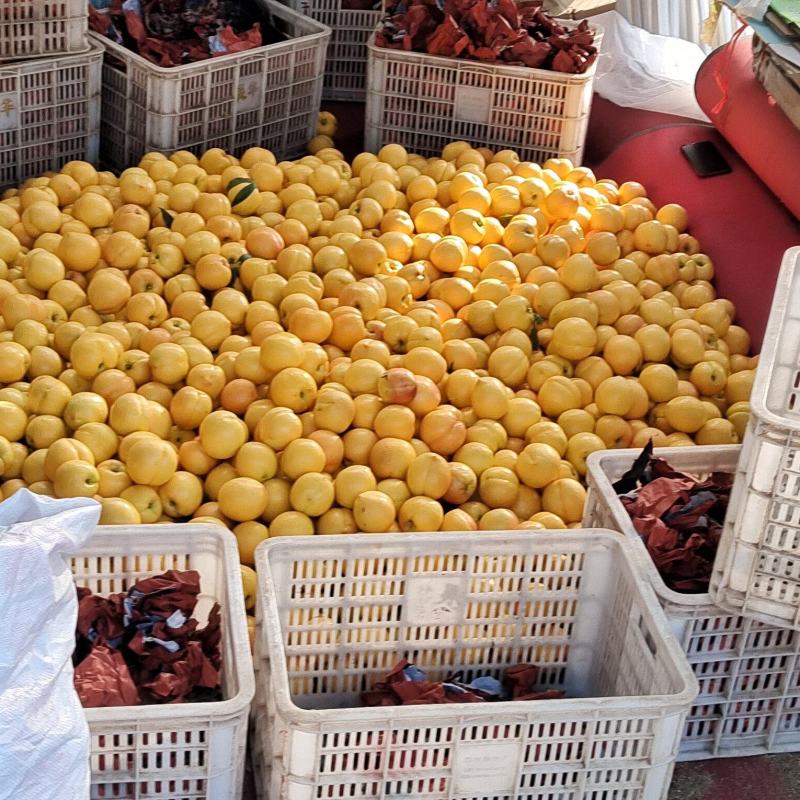 黄油桃