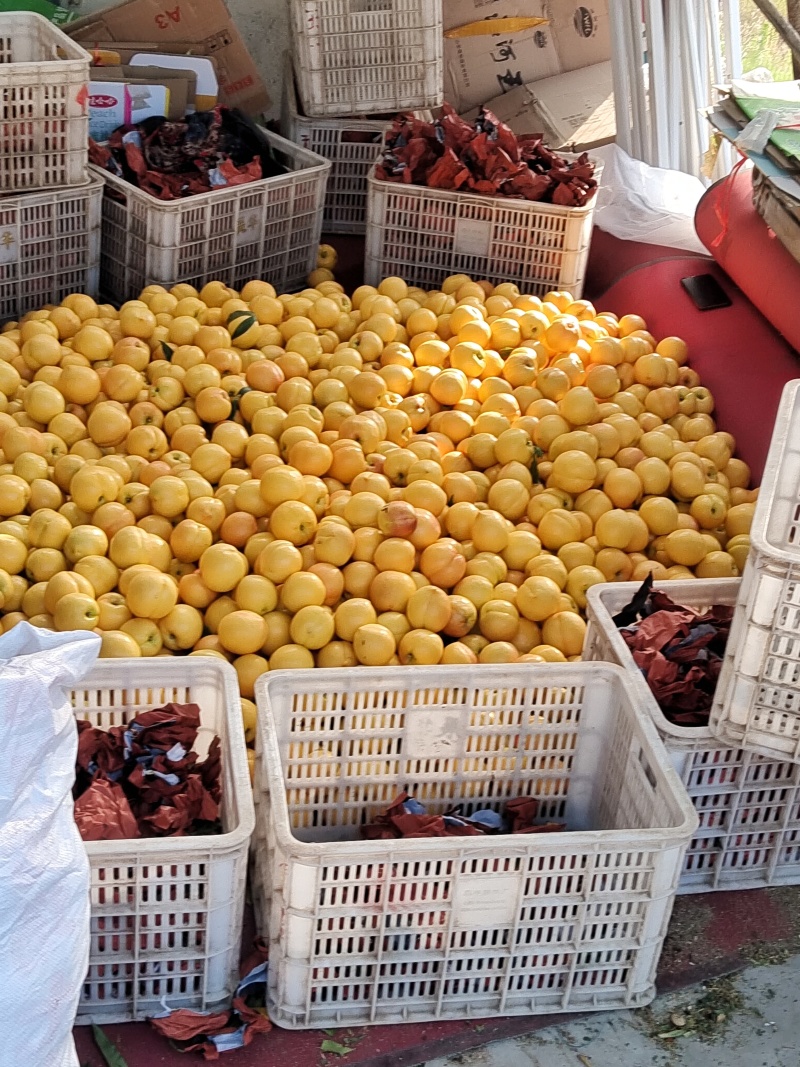 黄油桃