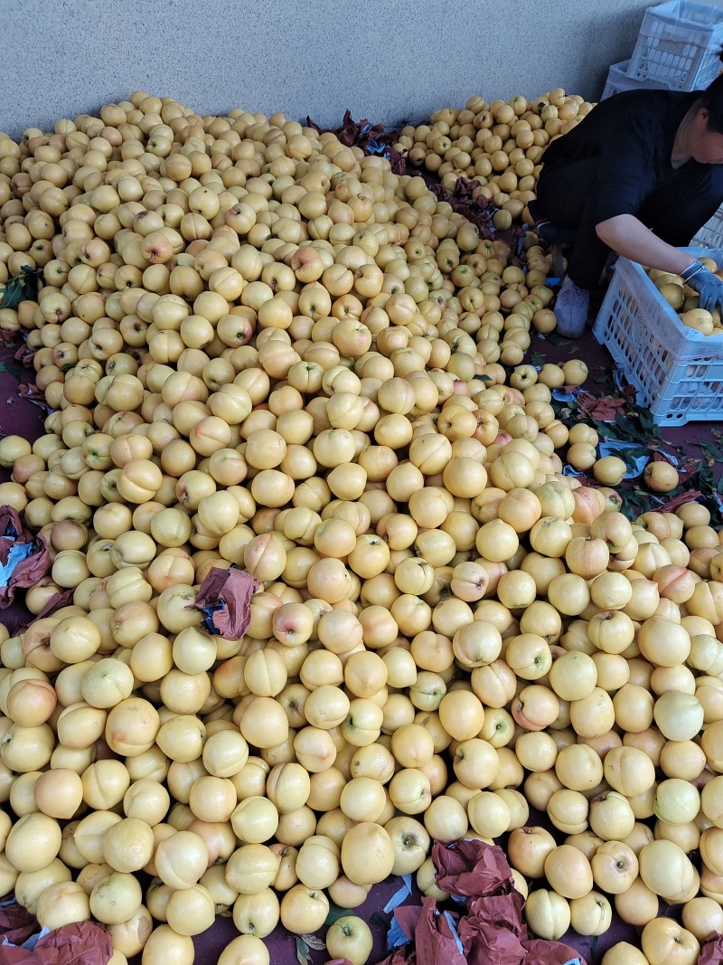 黄油桃