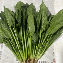 云南菠菜