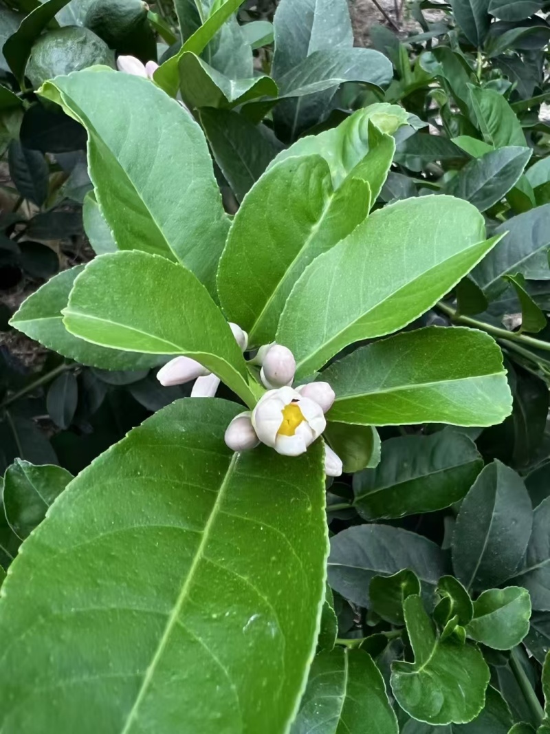 广东香水柠檬（云南基地）