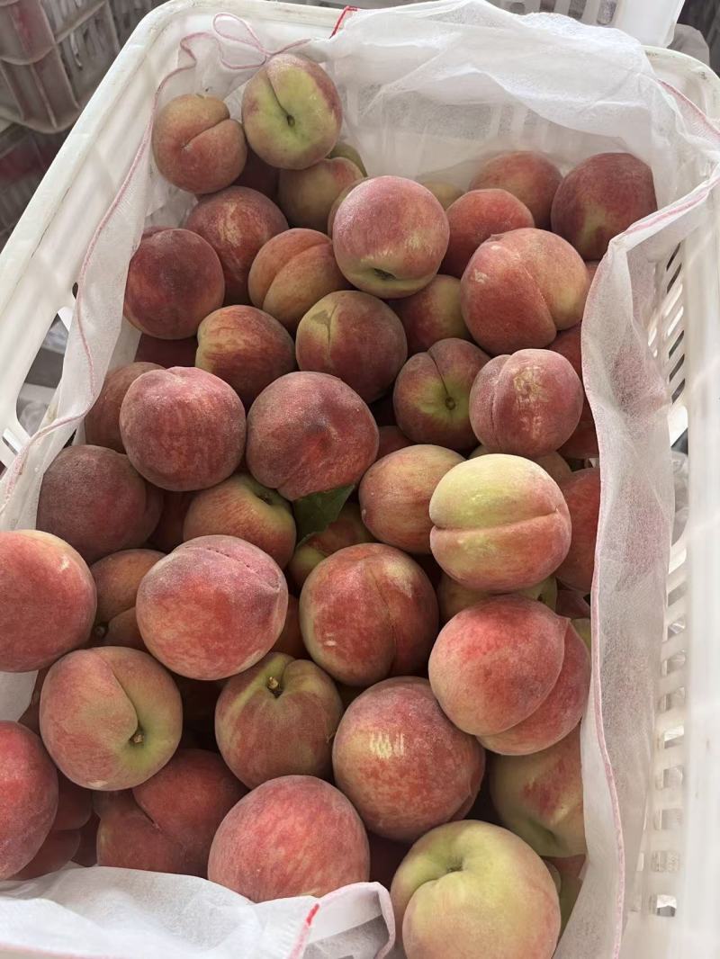 【现摘现发】精品水蜜桃甜度高水分足对接商超电商