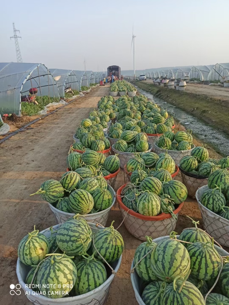 产地河北固安精品麒麟西瓜大量上市，瓜型正，甜度高，口感好