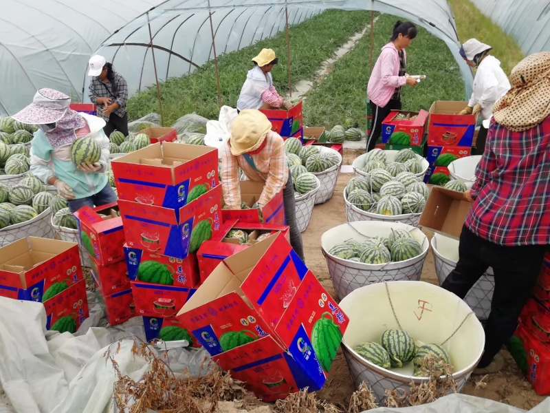 产地河北固安精品麒麟西瓜大量上市，瓜型正，甜度高，口感好