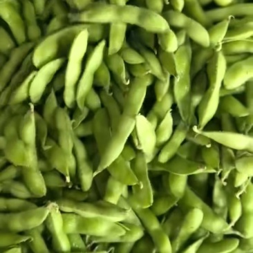 精品毛豆