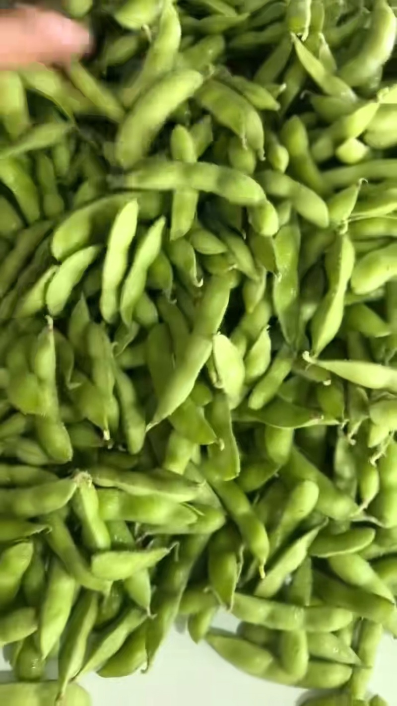 精品毛豆