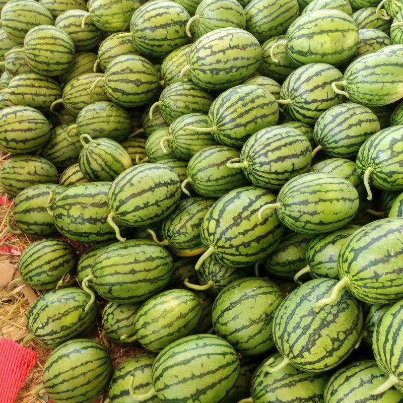 小糖丸西瓜