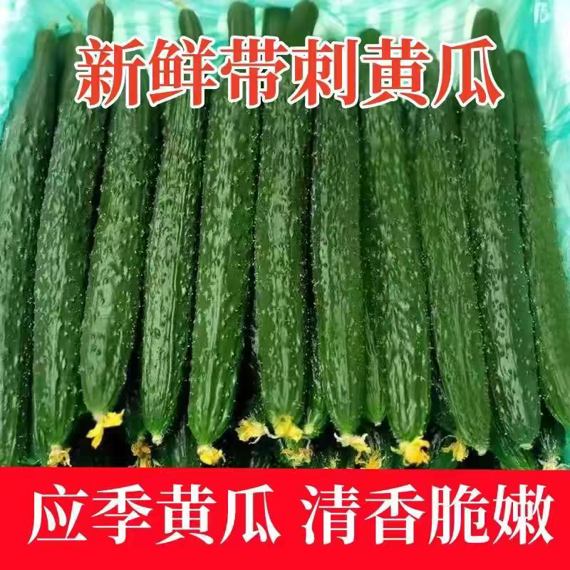 《精品黄瓜》水果黄瓜/密刺黄瓜/产地货源/价格真实