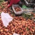 《突围桃》二量以上毛桃/产地货源/个个精选/全国供应批发