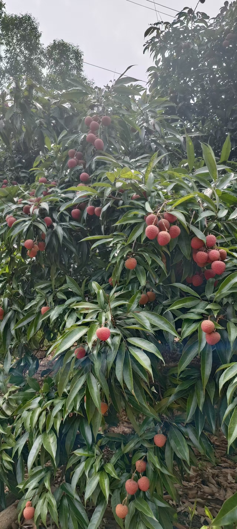 广西荔枝/钦州新堂黑叶荔枝-对接全国点商超价格实惠