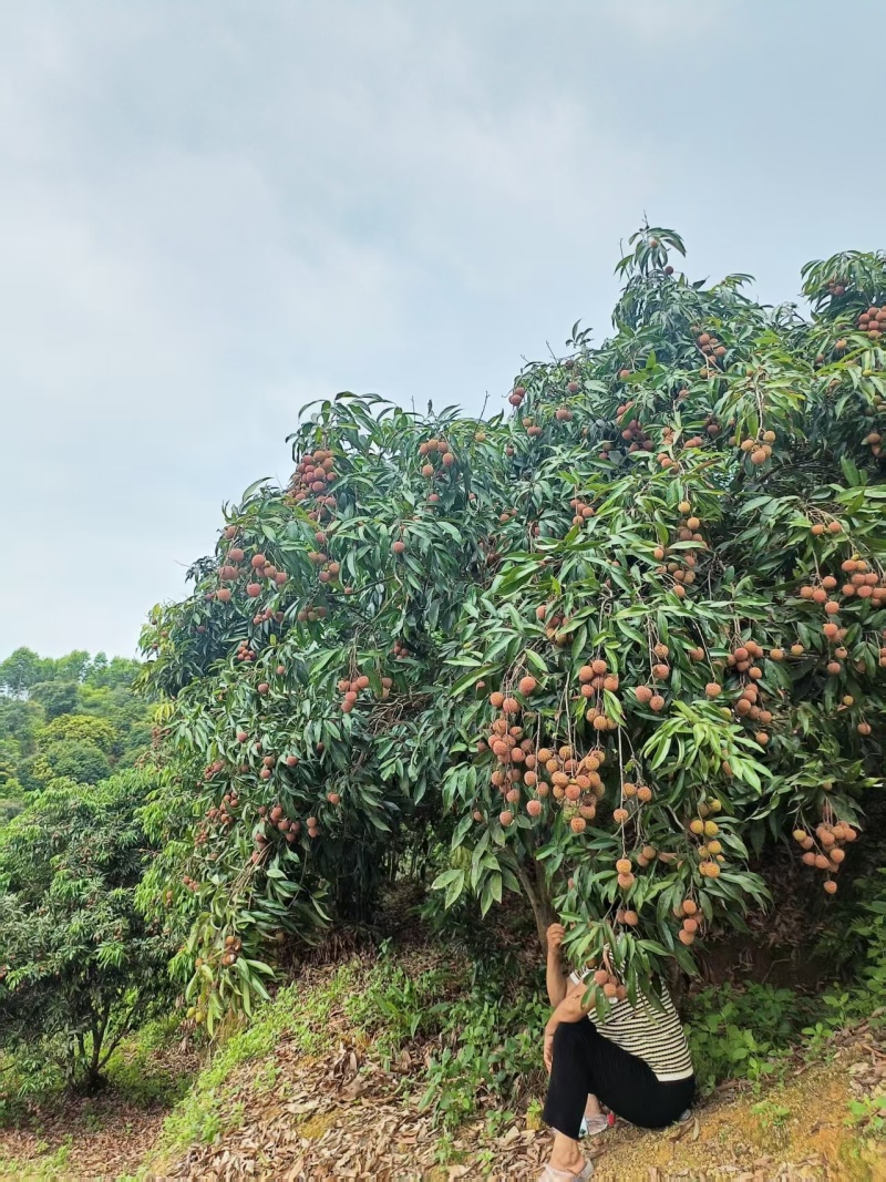 广西荔枝/钦州新堂黑叶荔枝-对接全国点商超价格实惠