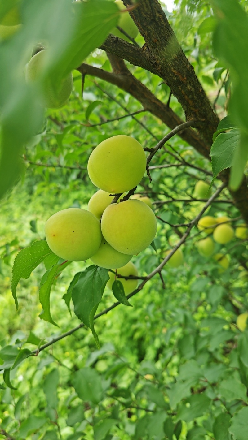 青梅供应