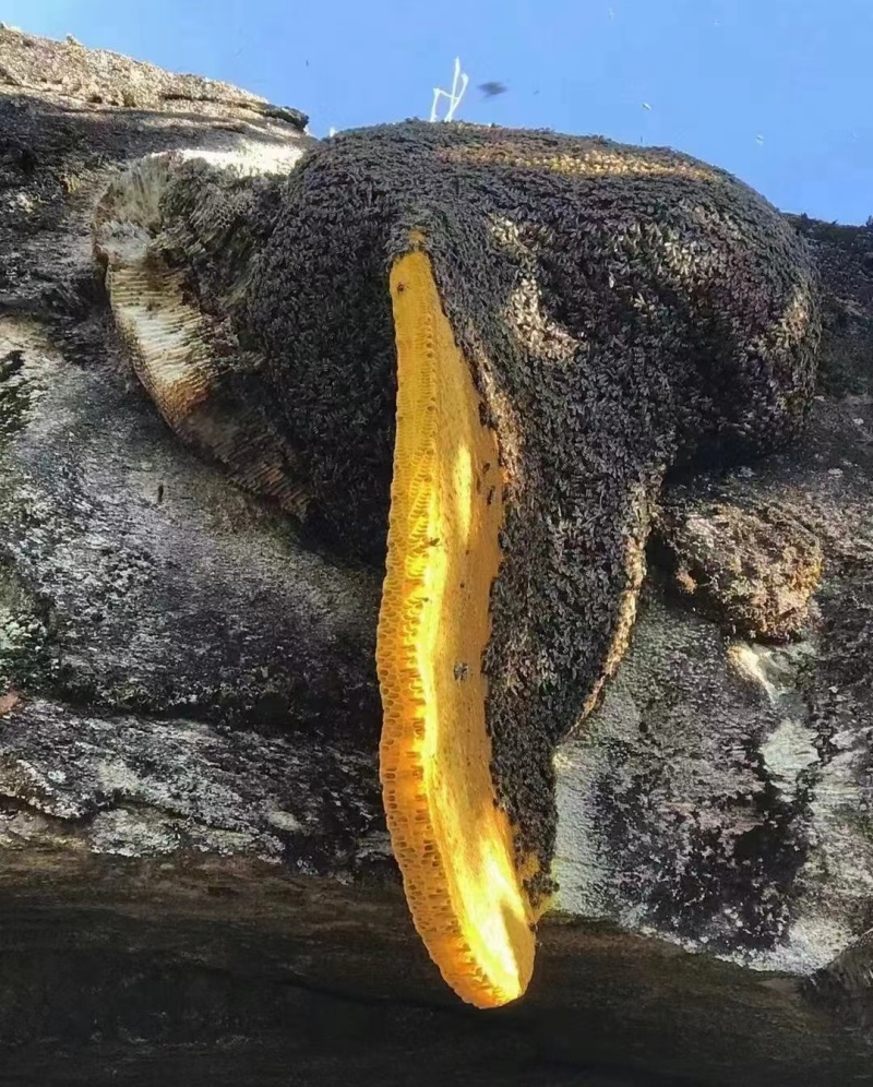 云南沧源野生蜂蜜，场地直发，品质保证，量大从优