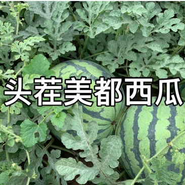 精品美都西瓜开园啦欢迎前来采购