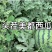 精品美都西瓜开园啦欢迎前来采购
